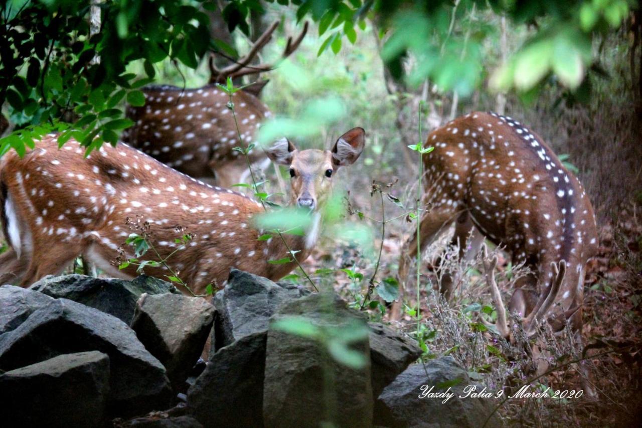 Woodside Homestay Wayanad Batheri Exterior foto